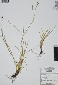 Sisyrinchium scabrum image